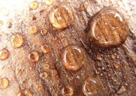 木头上的雨滴图片