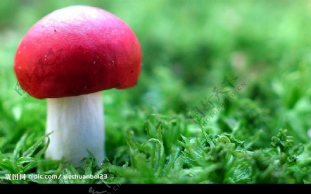 可爱红色小蘑菇图片