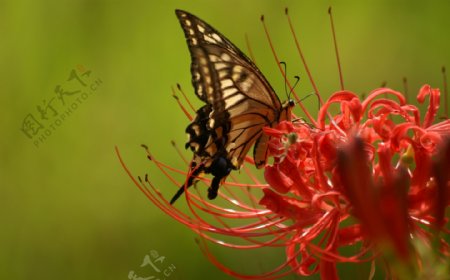 美丽的野花蝴蝶图片