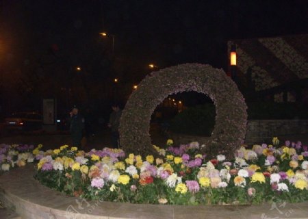 2011年镇海菊展图片