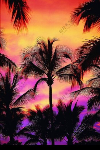 黄昏椰树图片