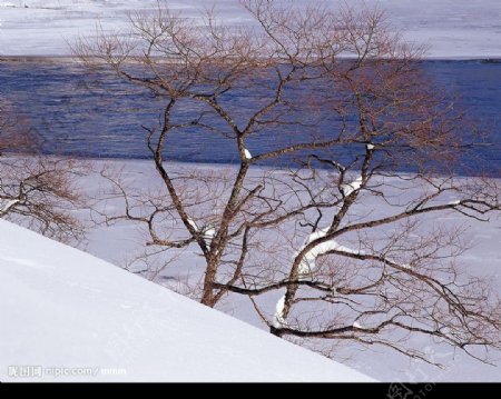 白色冬景图片