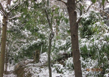 雪景白雪大雪雪树树上的雪漂亮的雪图片