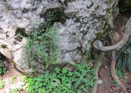 杭州玉皇山中的藤和石图片