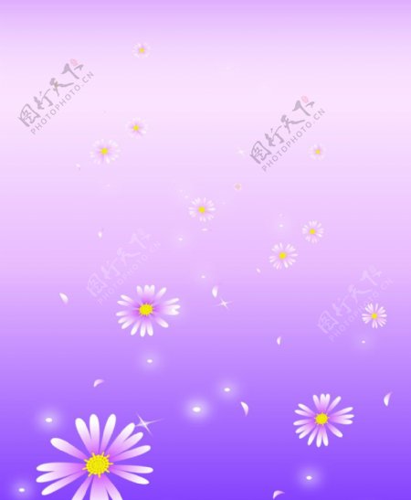 K0059紫菊图片