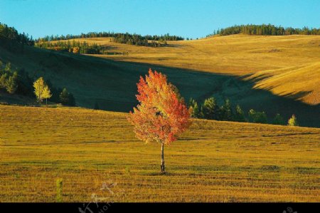 西伯利亚自然风光图片