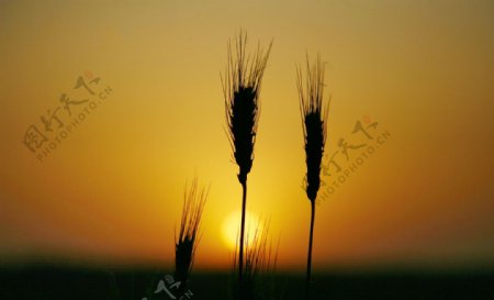 夕阳下的小麦图片