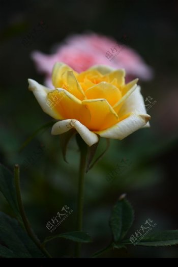 黃玫瑰图片