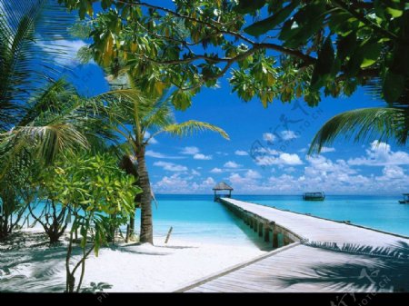 椰树小船沙滩大海图片