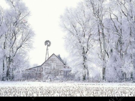 雪等待图片