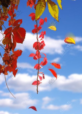 飘秋与红叶图片