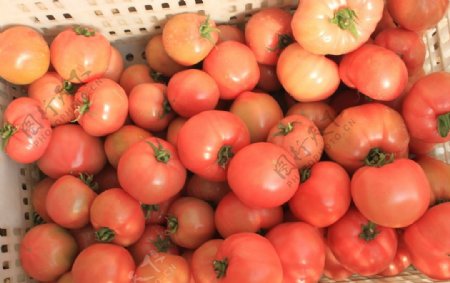 新鲜成熟的西红柿图片