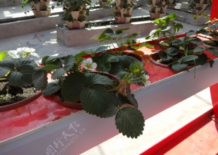 草莓盆栽图片