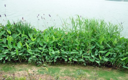 徐州金龙湖景区旁草丛图片