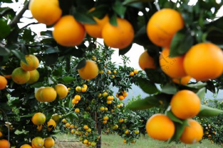 橙子果园图片
