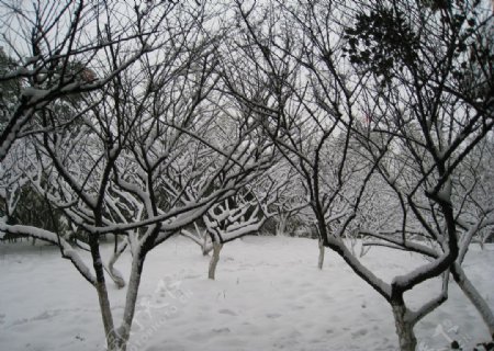 湖州莲花庄雪景图片