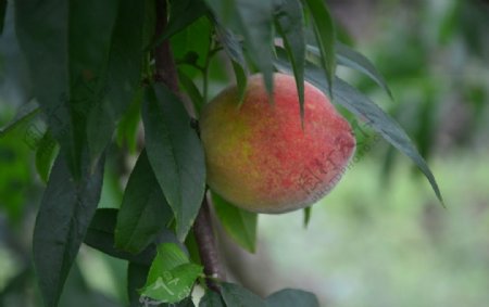 成熟的红色水蜜桃图片