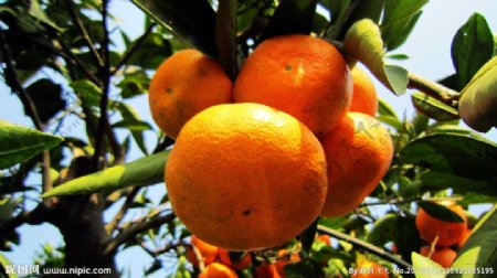 橘子州头橘子图片
