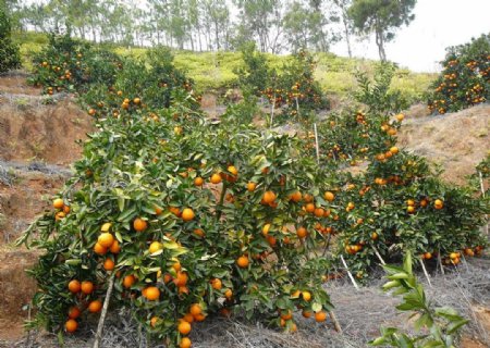 丰收的橘子图片