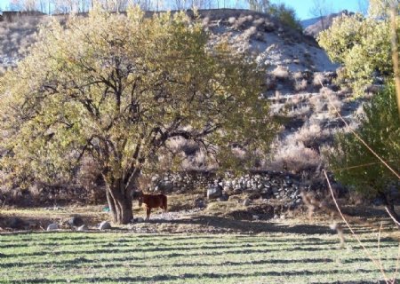 驴子和树图片