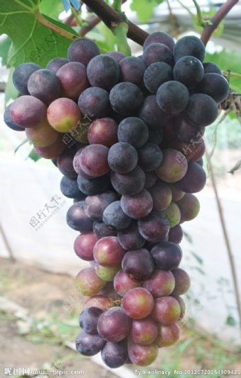 紫色葡萄串图片