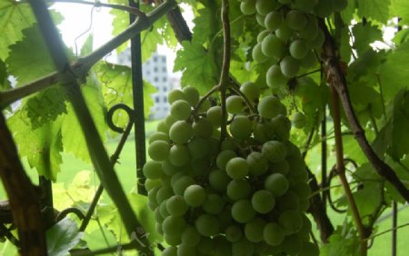 阳台种植的葡萄图片