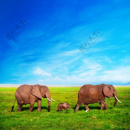 唯美大象图片
