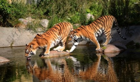 老虎喝水图片