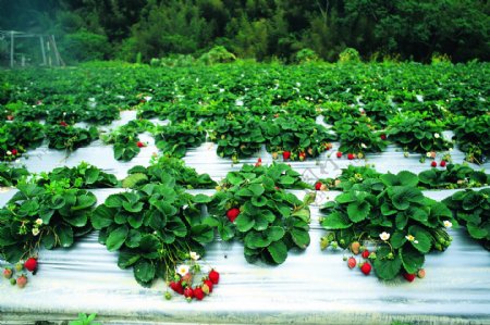 果园风光草莓图片