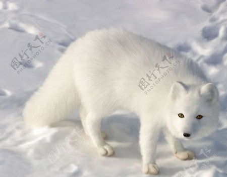雪狐图片