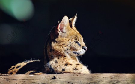 秦皇岛野生动物园薮猫图片
