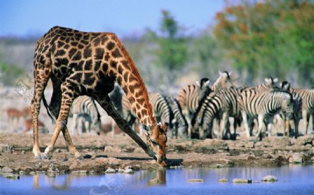 长颈鹿饮水图片