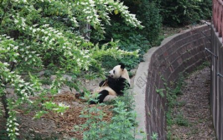 熊猫图片