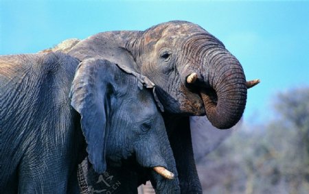 野生大象图片