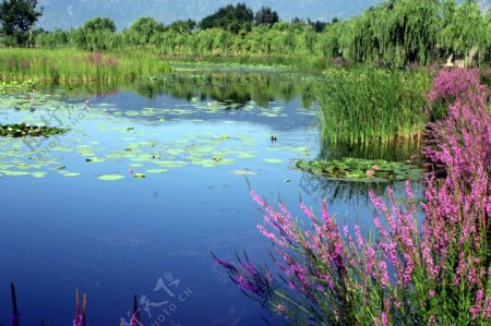翠湖湿地公园图片