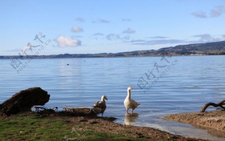 湖畔野鸭图片