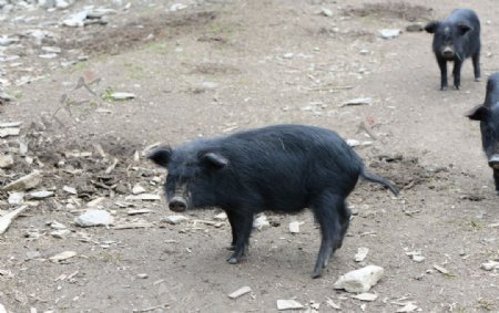 藏香猪的生活图片