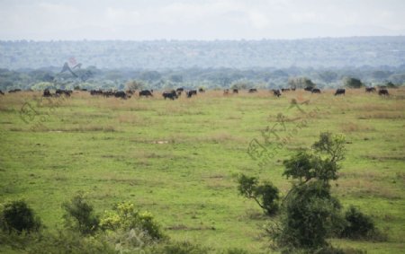 草原上的水牛群图片