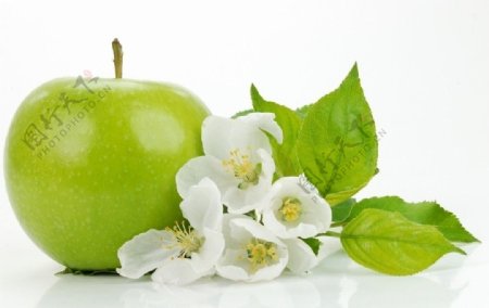 苹果绿叶白色花朵图片