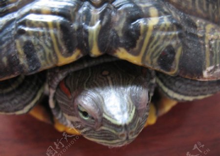 巴西龟头图片