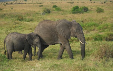 大象和小象图片