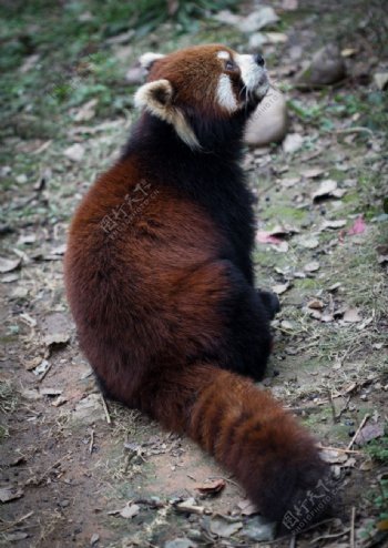 动物园里的小熊猫图片