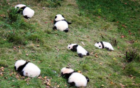 一群小熊猫图片