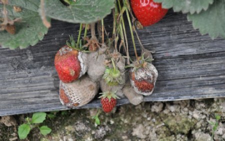 高清草莓灰霉病图片