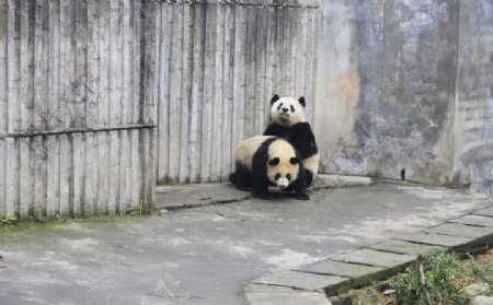 熊猫思源思润图片