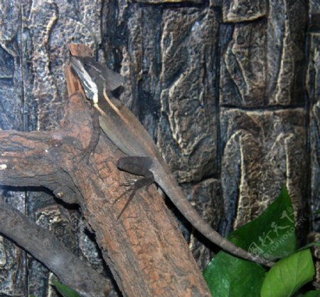 北京动物园动物蜥蜴图片