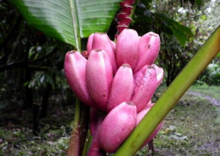 粉红色香蕉图片