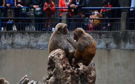 动物园猴子图片