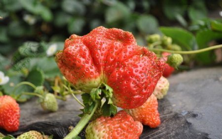 奇特的大草莓图片