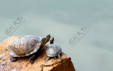 两只乌龟图片